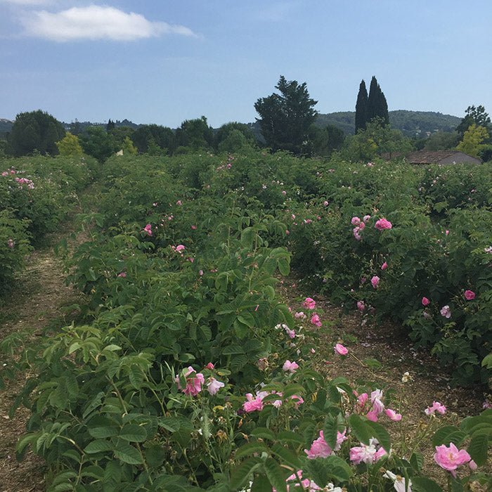 Découverte du musée de la parfumerie de Grasse - La Belle Mèche