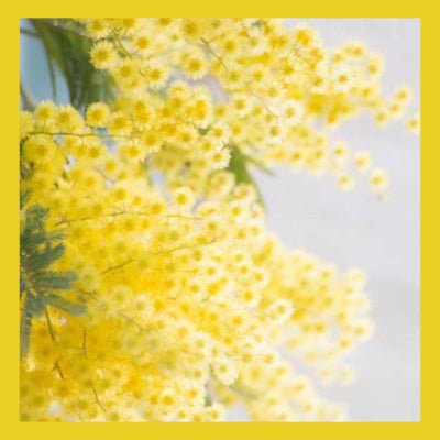 Le Rendez-Vous des Parfums : Acacia d'Afrique - La Belle Mèche