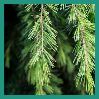 Le Rendez-vous des Parfums : Cèdre Poivré - La Belle Mèche