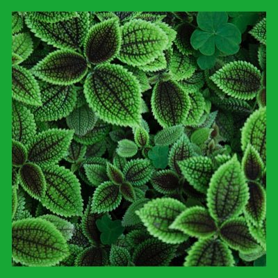 Le Rendez-vous des Parfums : Menthe Basilic - La Belle Mèche