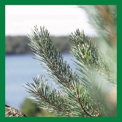 Le Rendez-vous des parfums : Sapin Baumier - La Belle Mèche