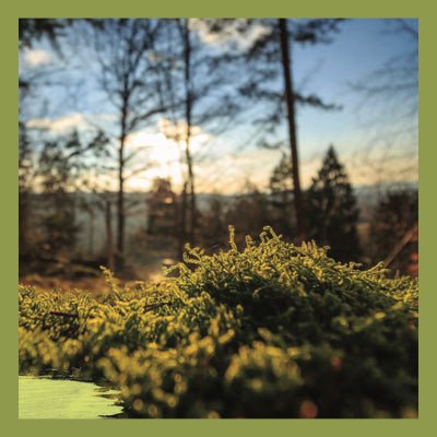 Le Rendez-vous des Parfums : Sous-Bois - La Belle Mèche